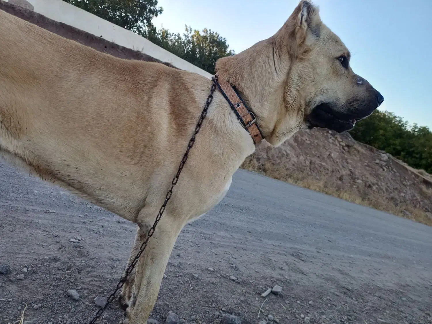 توله نر|سگ|کندوان, |دیوار