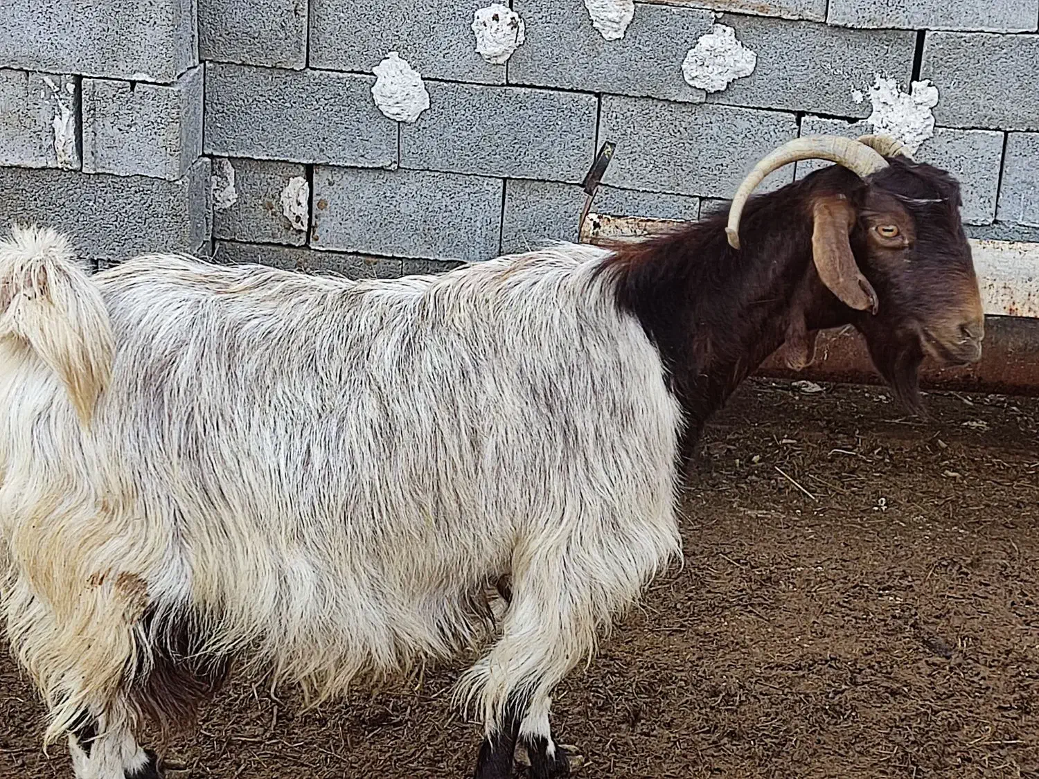 فروش سه عدد بز|حیوانات مزرعه|نی‌ریز, |دیوار