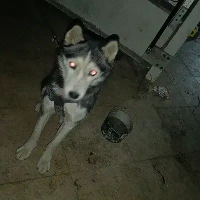 هاسکی اصیل مو کوتاه|سگ|لواسان, |دیوار