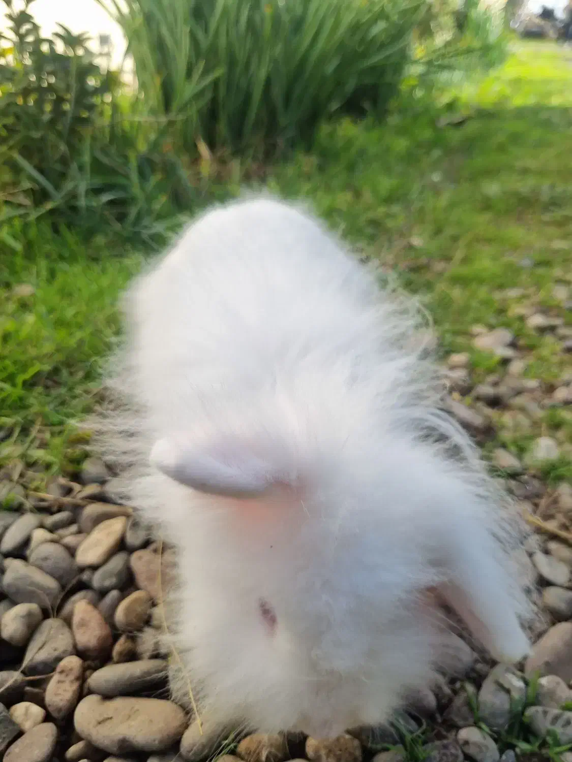 خرگوش|موش و خرگوش|آستانه اشرفیه, |دیوار