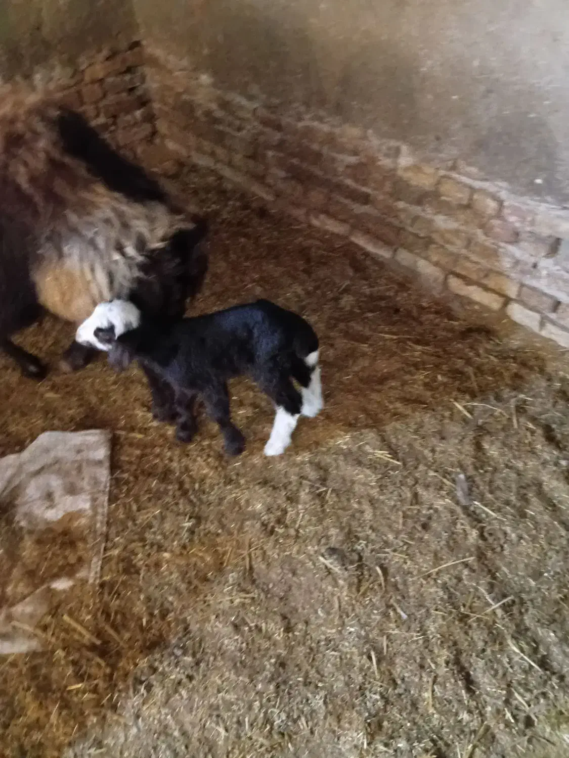 بره|حیوانات مزرعه|تربت‌حیدریه, پائین ولایت|دیوار