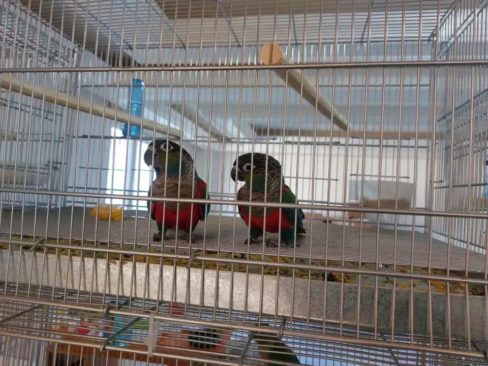 گرینچیک کریمسون مولد|پرنده|تهران, مقدم|دیوار