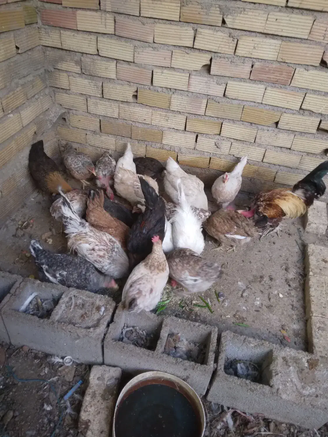 مرغ محلی|حیوانات مزرعه|دوگنبدان, |دیوار