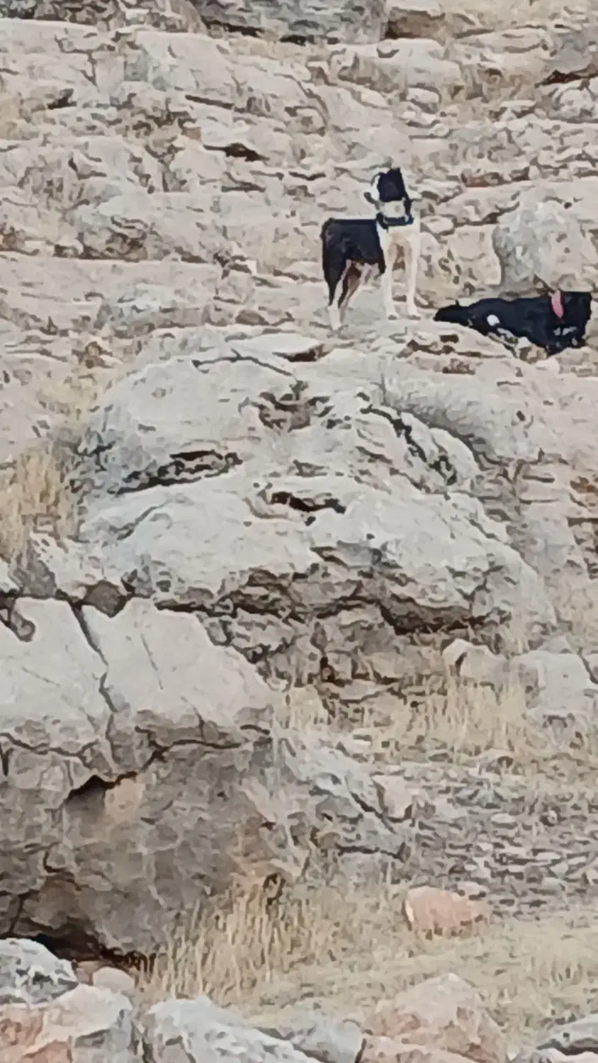 سگ قدریجان|سگ|شباب, |دیوار