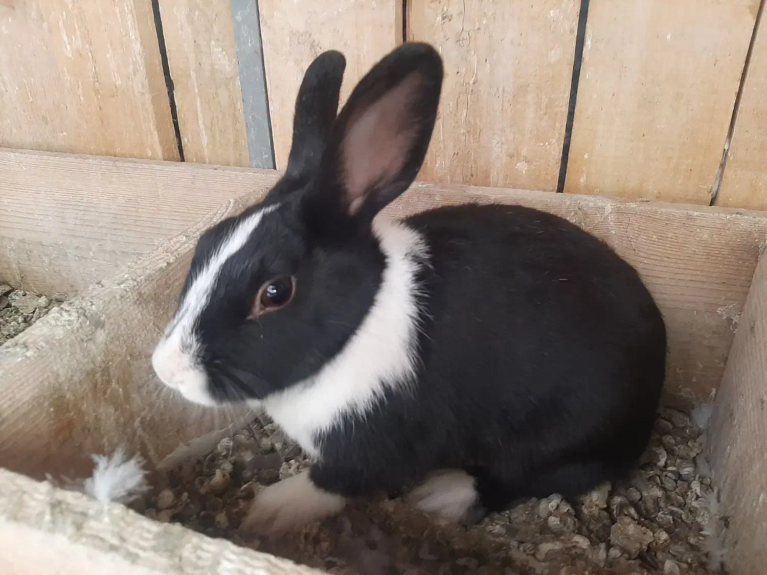 فروش خرگوش خونگی|موش و خرگوش|شاهرود, |دیوار