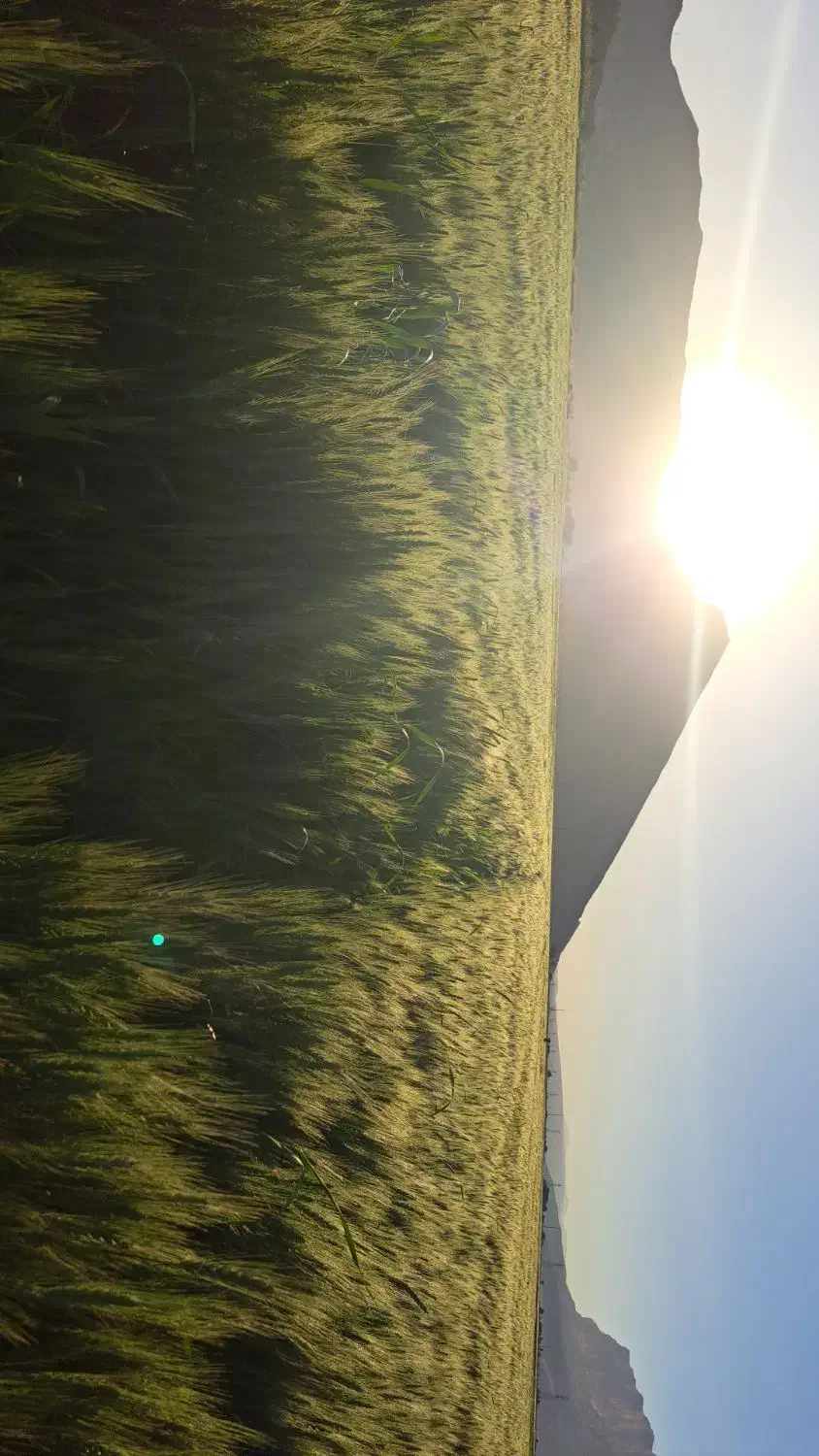 فروش گندم سیروان|عمدهفروشی|درودزن, |دیوار