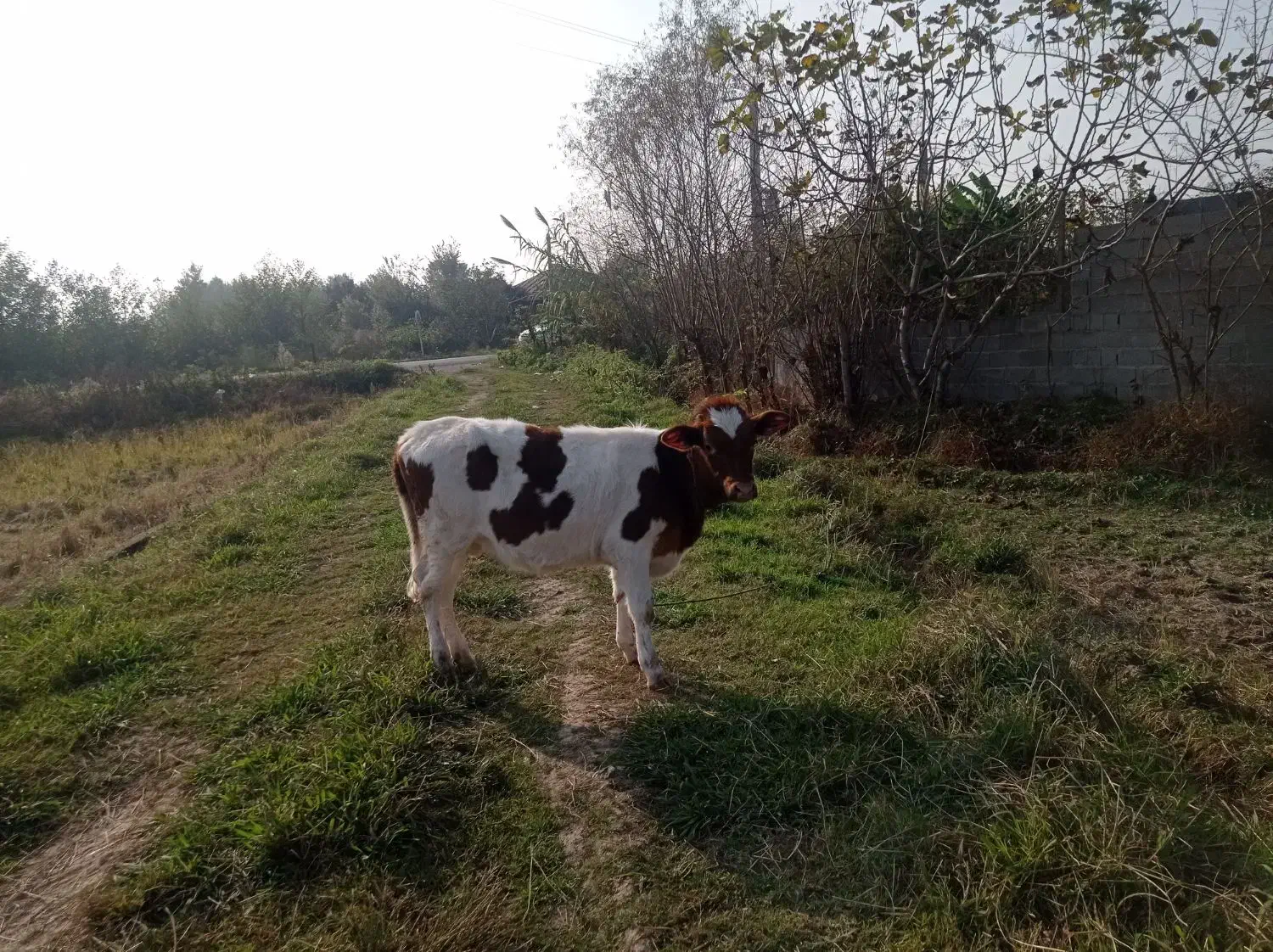 تلیسه سمینتال 6ماهه قیمت58میلیون|حیوانات مزرعه|گوراب زرمیخ, |دیوار