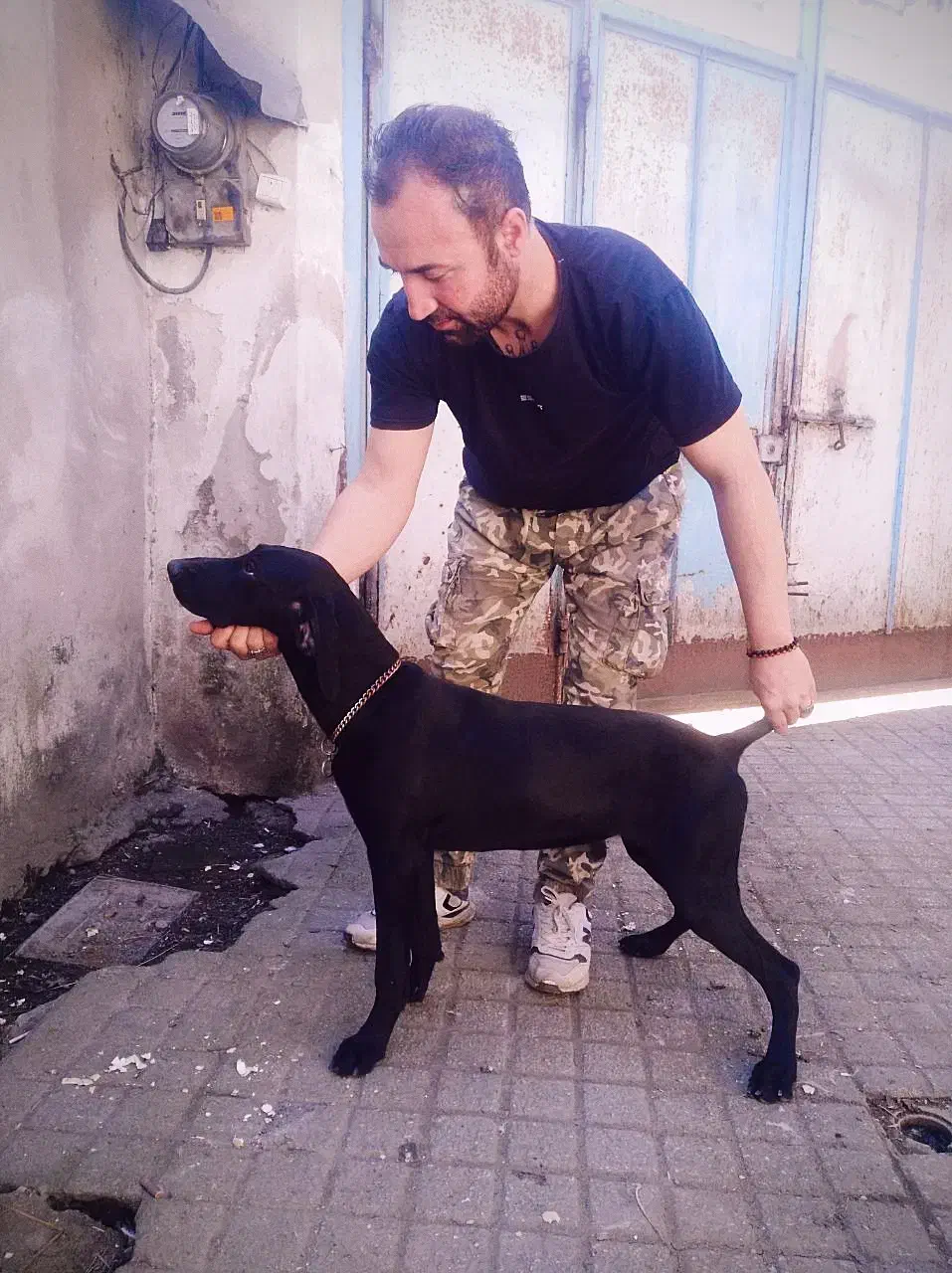 توله آلمانی ۴ماهه اصیل|سگ|صومعهسرا, |دیوار