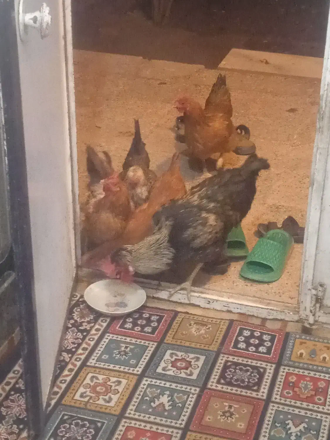 چهار مرغ و یک خروس فروشی|حیوانات مزرعه|نهبندان, |دیوار