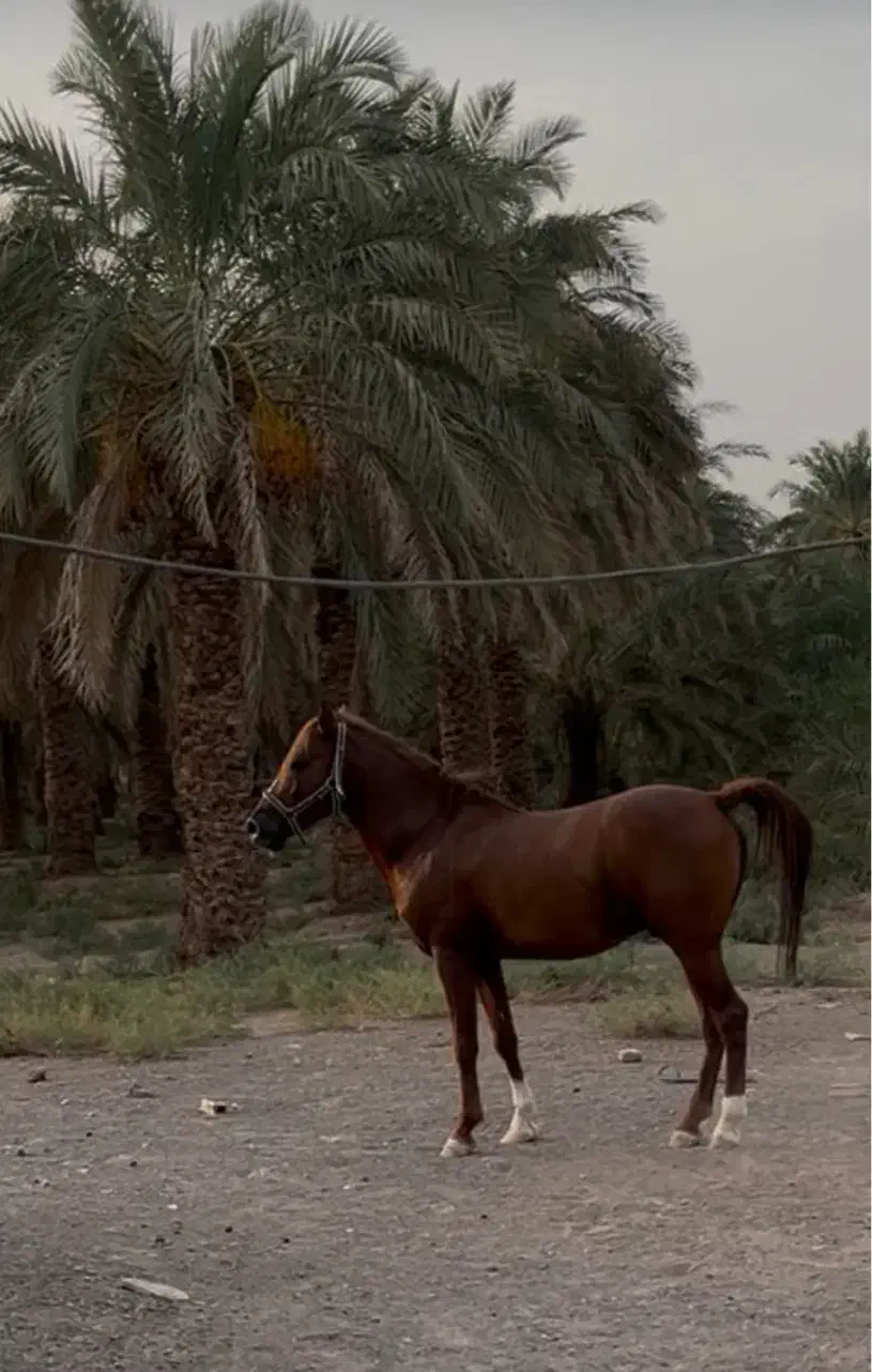 اسب نریون درشور|اسب و تجهیزات اسبسواری|کرمان, |دیوار