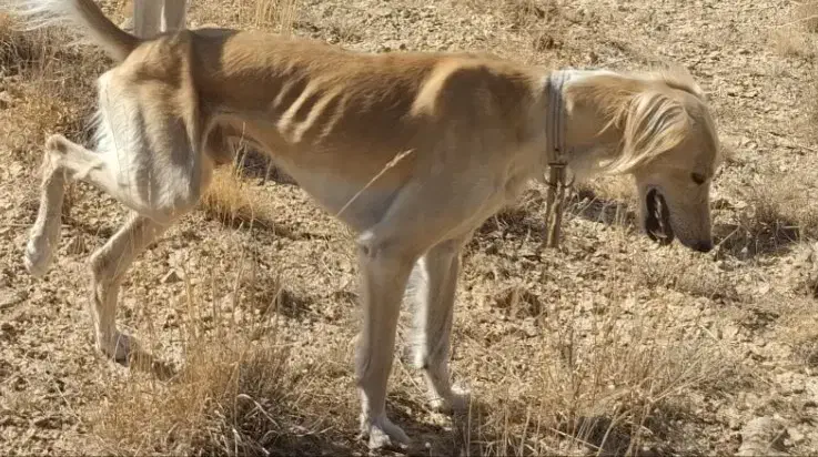 تازی شکاری|حیوانات|ایجرود, |دیوار