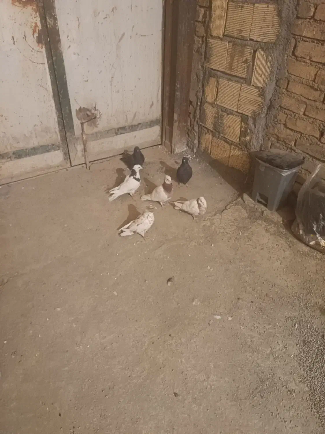 کبوتر طوقی|پرنده|کرمانشاه, |دیوار