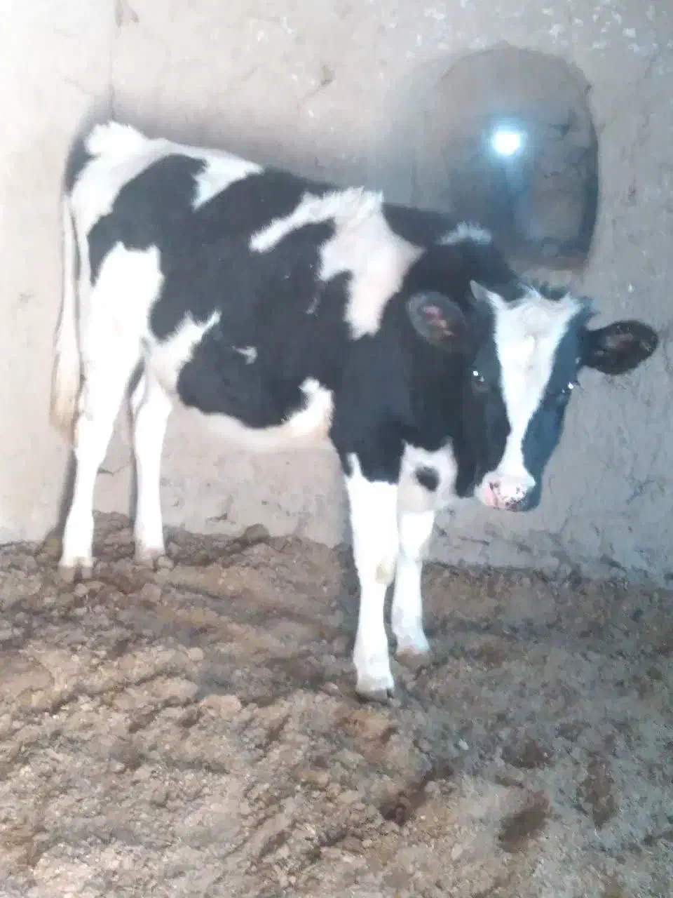 گوساله ماده|حیوانات مزرعه|مود, |دیوار