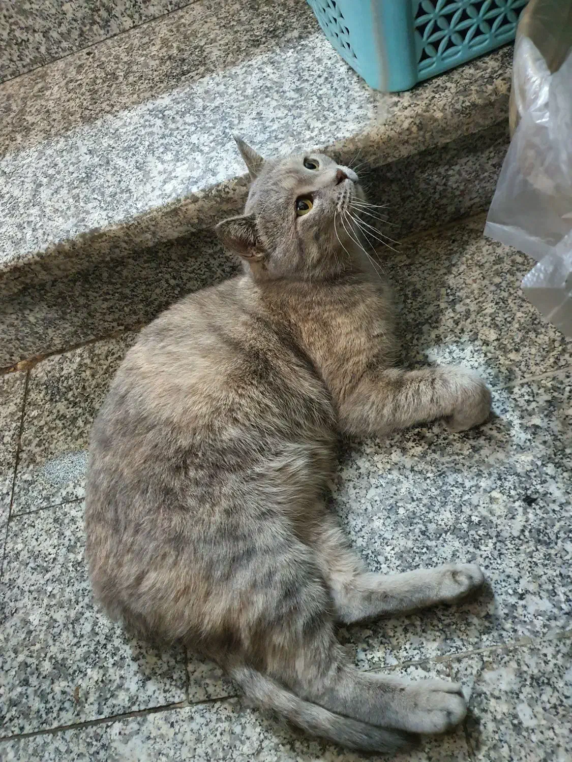 گربه ماده چاقالو و باردار میکس چین چیلا و DSH|گربه|اصفهان, باتون|دیوار