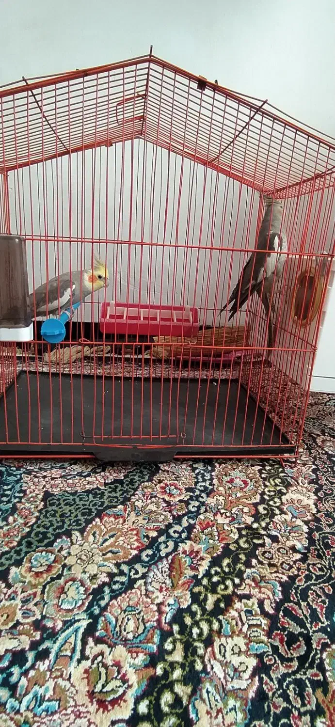 عروس هلندی|پرنده|مریوان, |دیوار