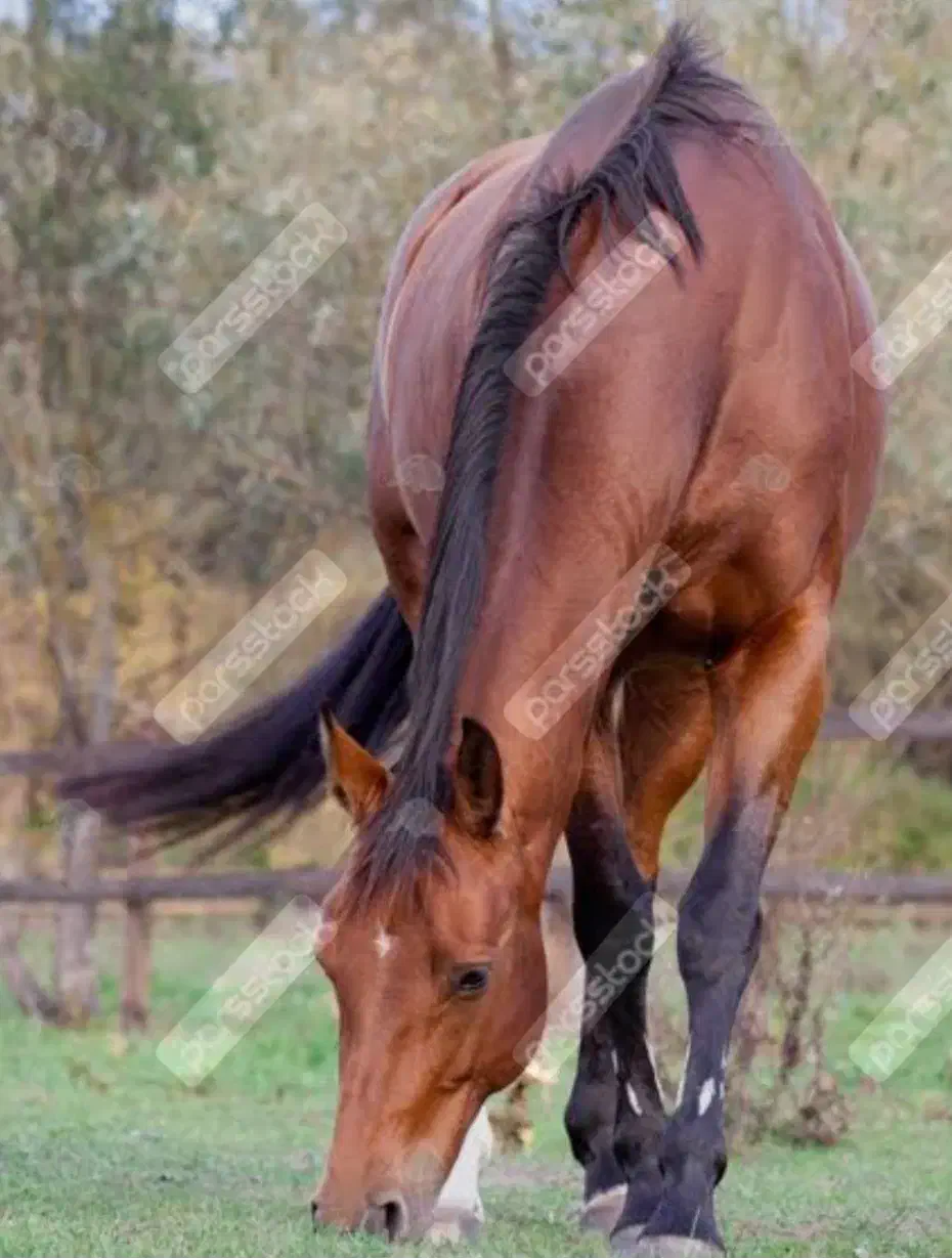 اسب نریان کورد|اسب و تجهیزات اسبسواری|اهواز, زندوکیلی|دیوار