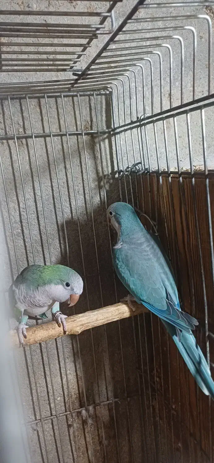 فروش جفت راهب|پرنده|ماسال, |دیوار