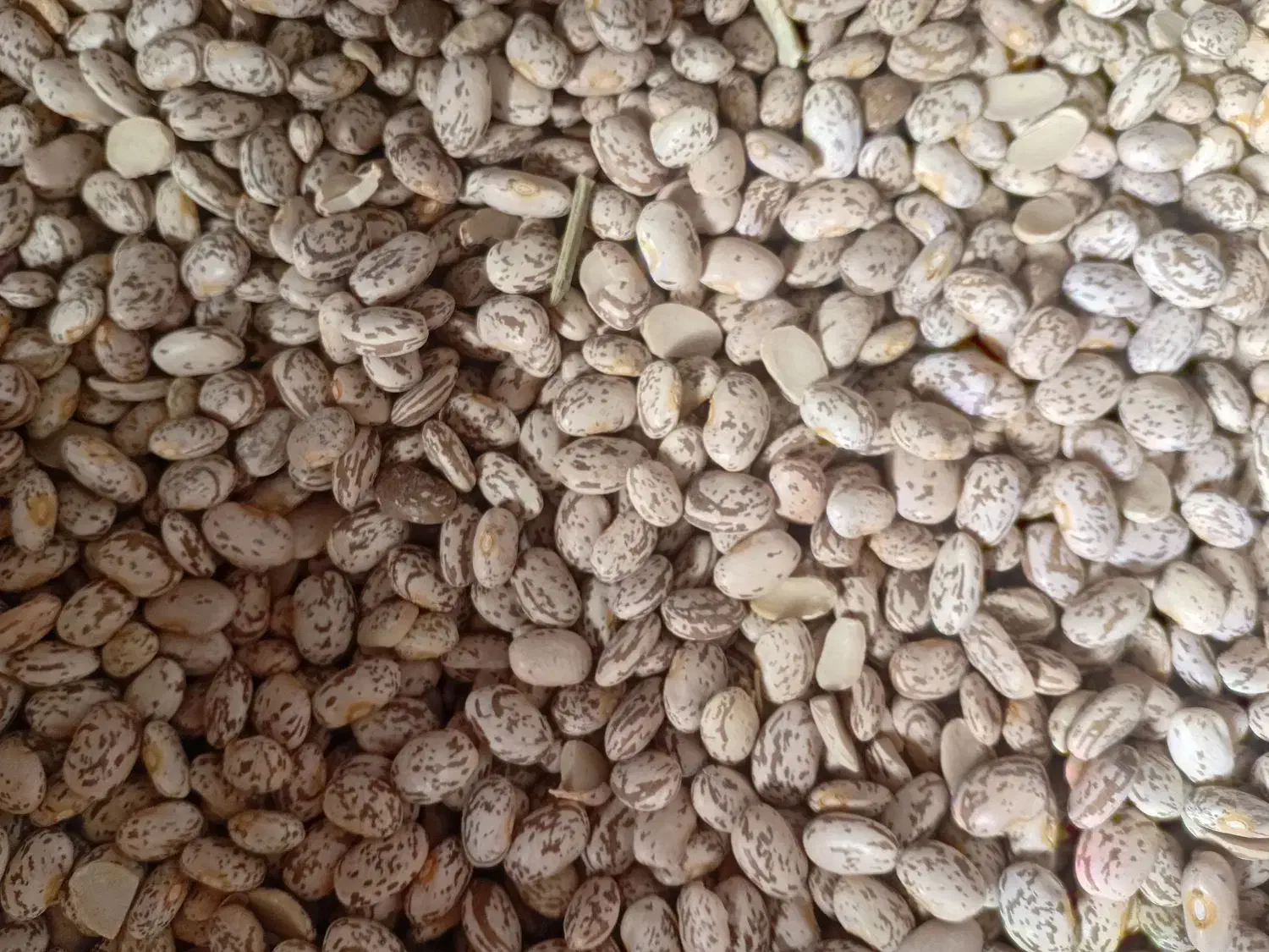 لوبیا چیتی|خوردنی و آشامیدنی|معمولان, |دیوار