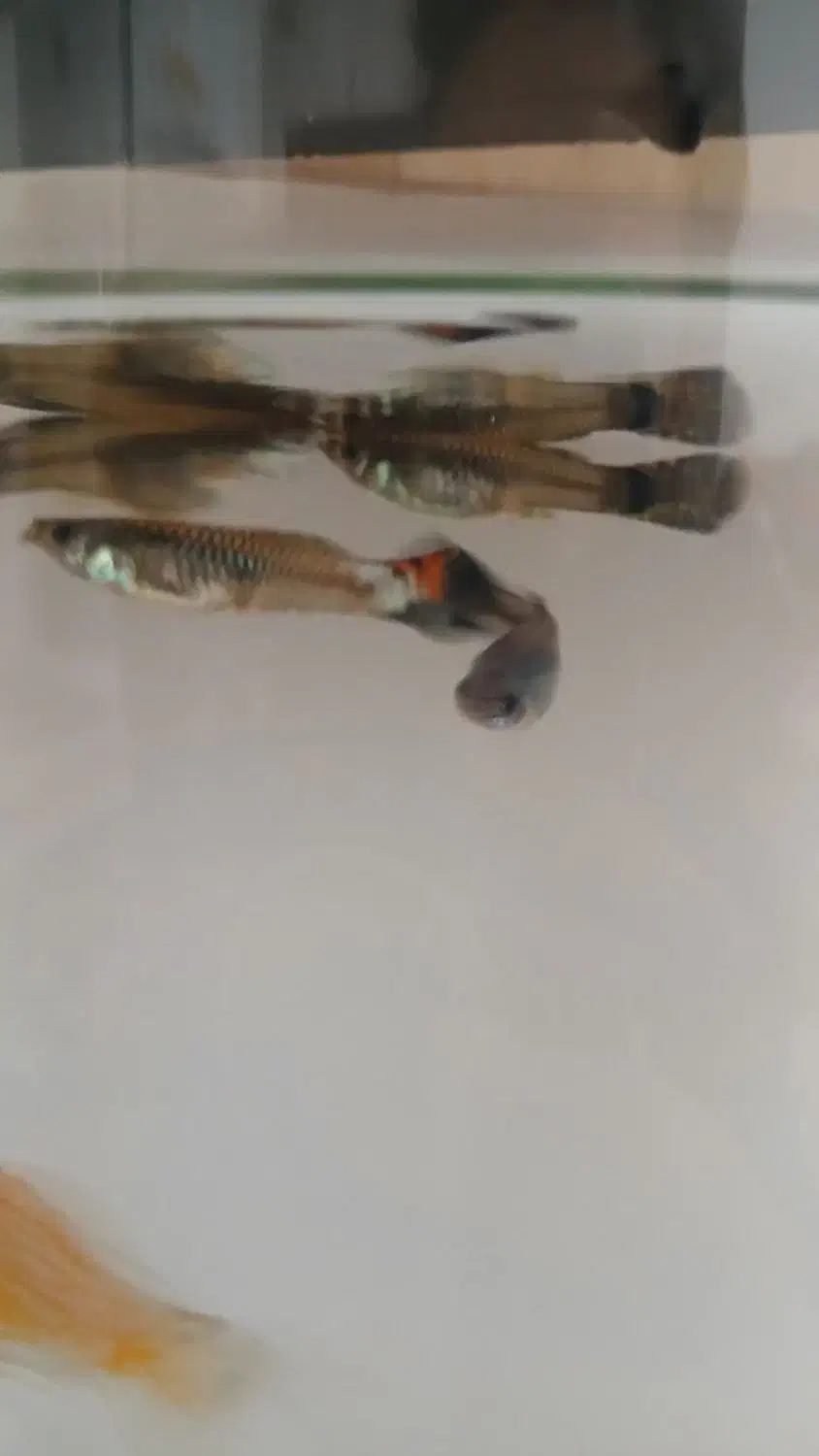 ماهی گوپی|ماهی|اردبیل, |دیوار