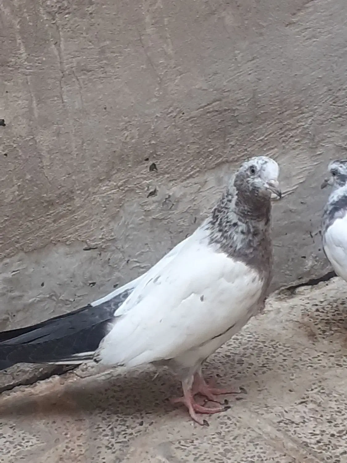 کبوتر تهرانی|پرنده|دورود, |دیوار