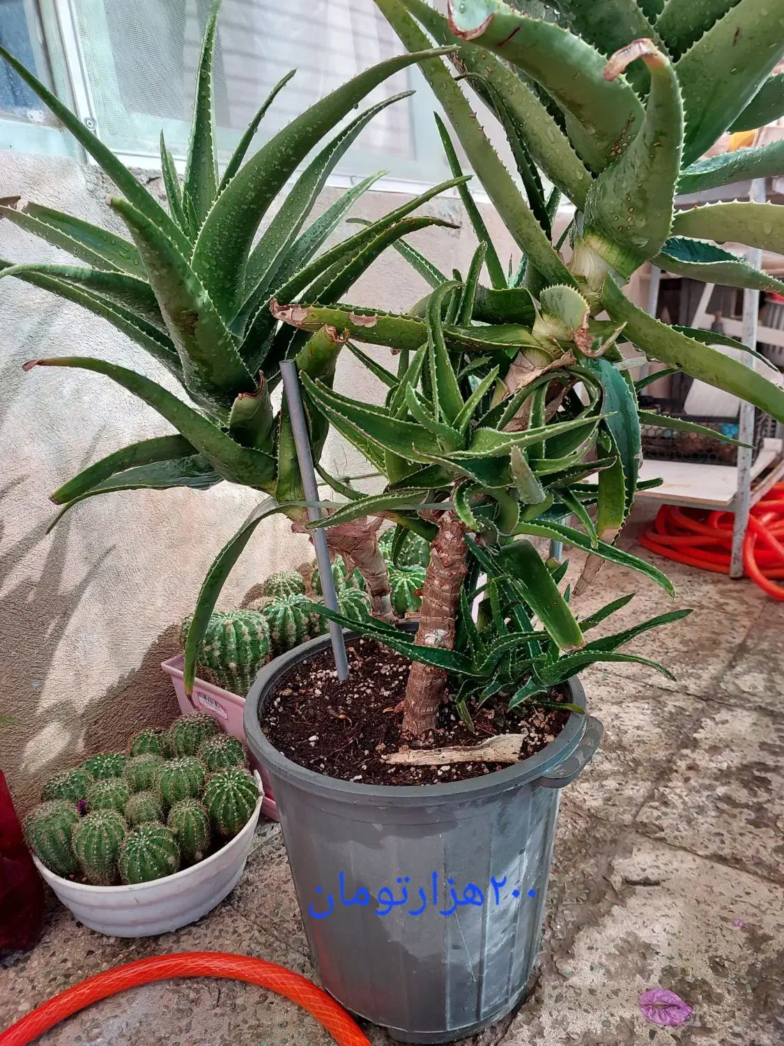 فروش گلدان های کاکتوس|گل و گیاه طبیعی|کرج, برغان|دیوار
