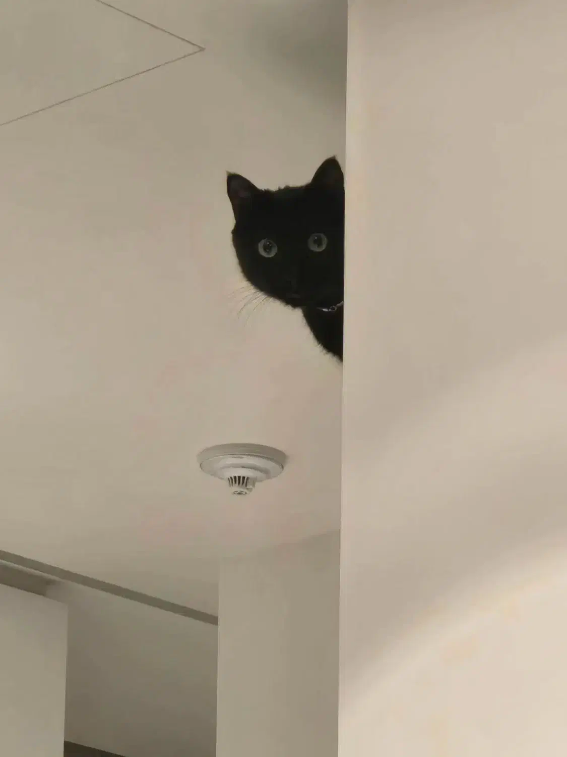 گربه|گربه|سنندج, |دیوار