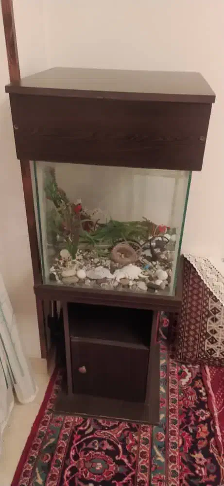 آکواریوم ماهی|ماهی|کرمانشاه, |دیوار