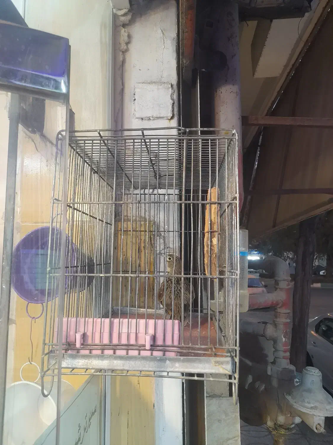 قناری زمینی|پرنده|فردیس, ثابتی|دیوار