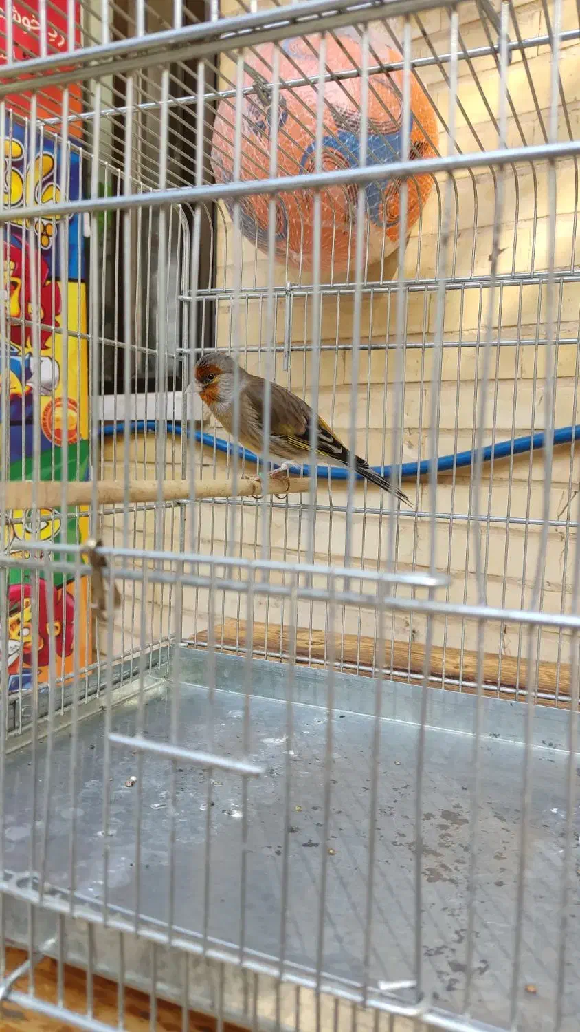 سهره قناری درجه یک سالم.صددرصد دهن سهره|پرنده|خوانسار, |دیوار