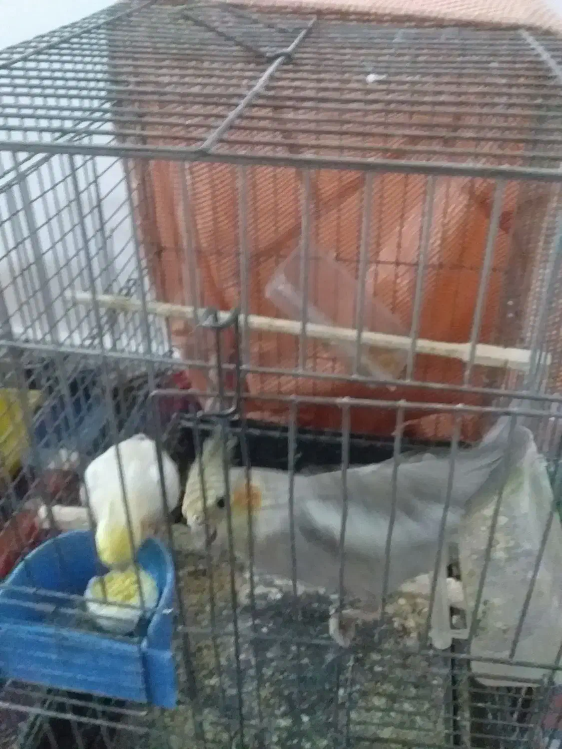 عروس هلندی|پرنده|نیر (اردبیل), |دیوار