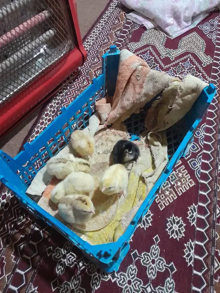 جوجه مرغ محلی|حیوانات مزرعه|خاش, |دیوار