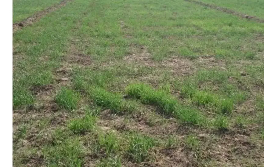 فروش زمین|فروش زمین و ملک کلنگی|رضوانشهر, |دیوار