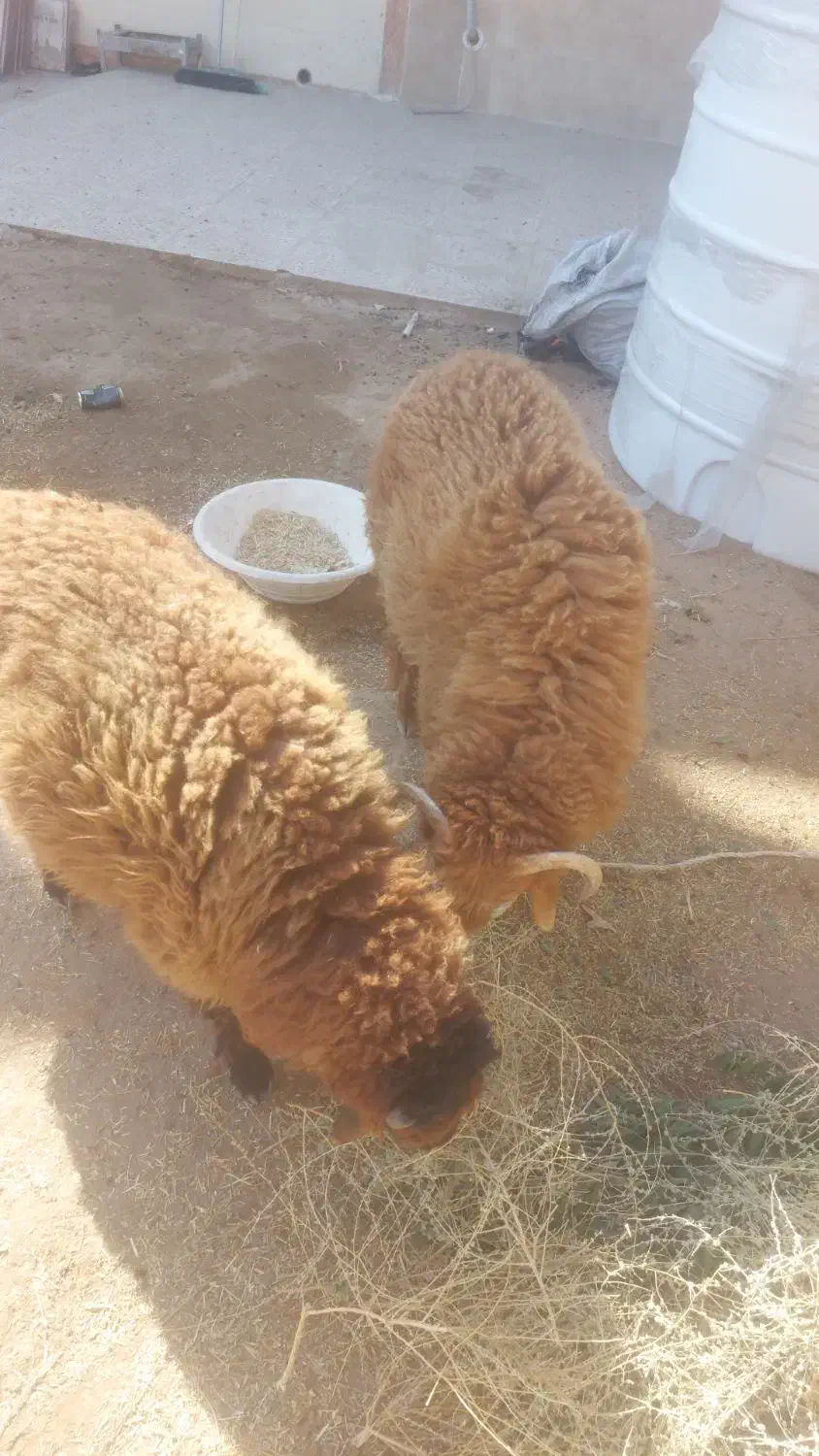 دو عدد بره چاق درجه یک تمیز|حیوانات مزرعه|کارون, |دیوار