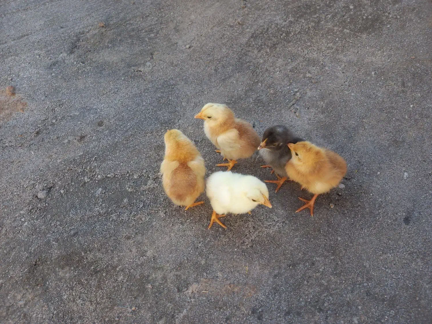 جوجه شیش روزه|حیوانات مزرعه|گنبکی, |دیوار