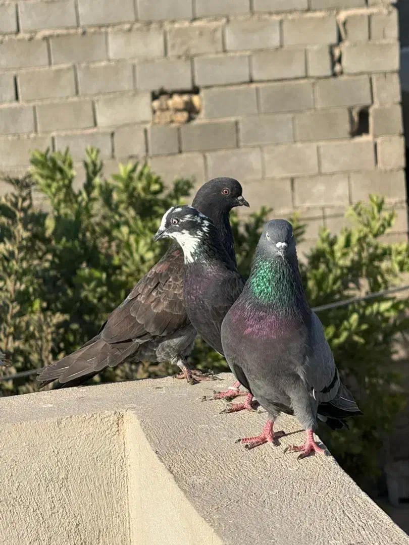 کفتر|پرنده|بندرعباس, |دیوار