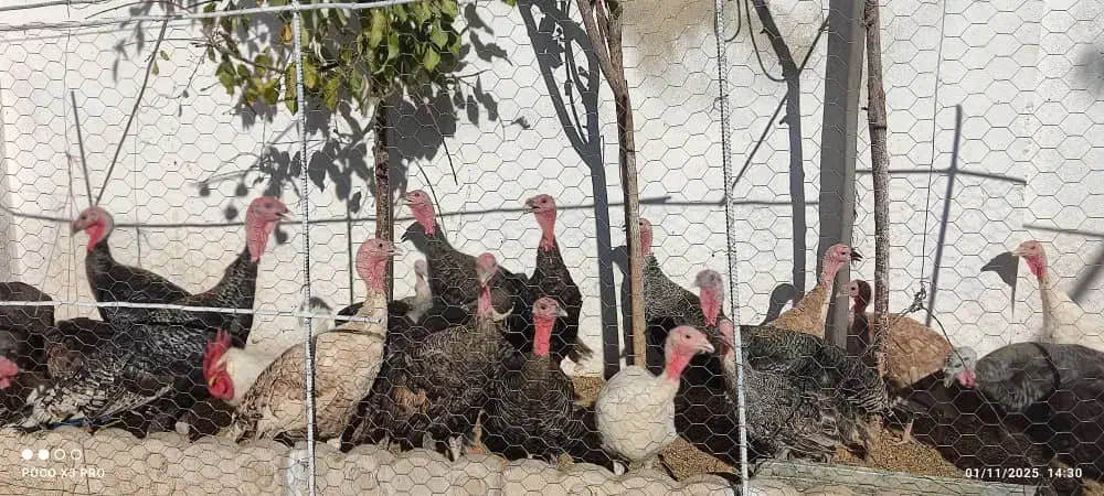 بوقلمون نر و ماده|حیوانات مزرعه|یاسوج, |دیوار