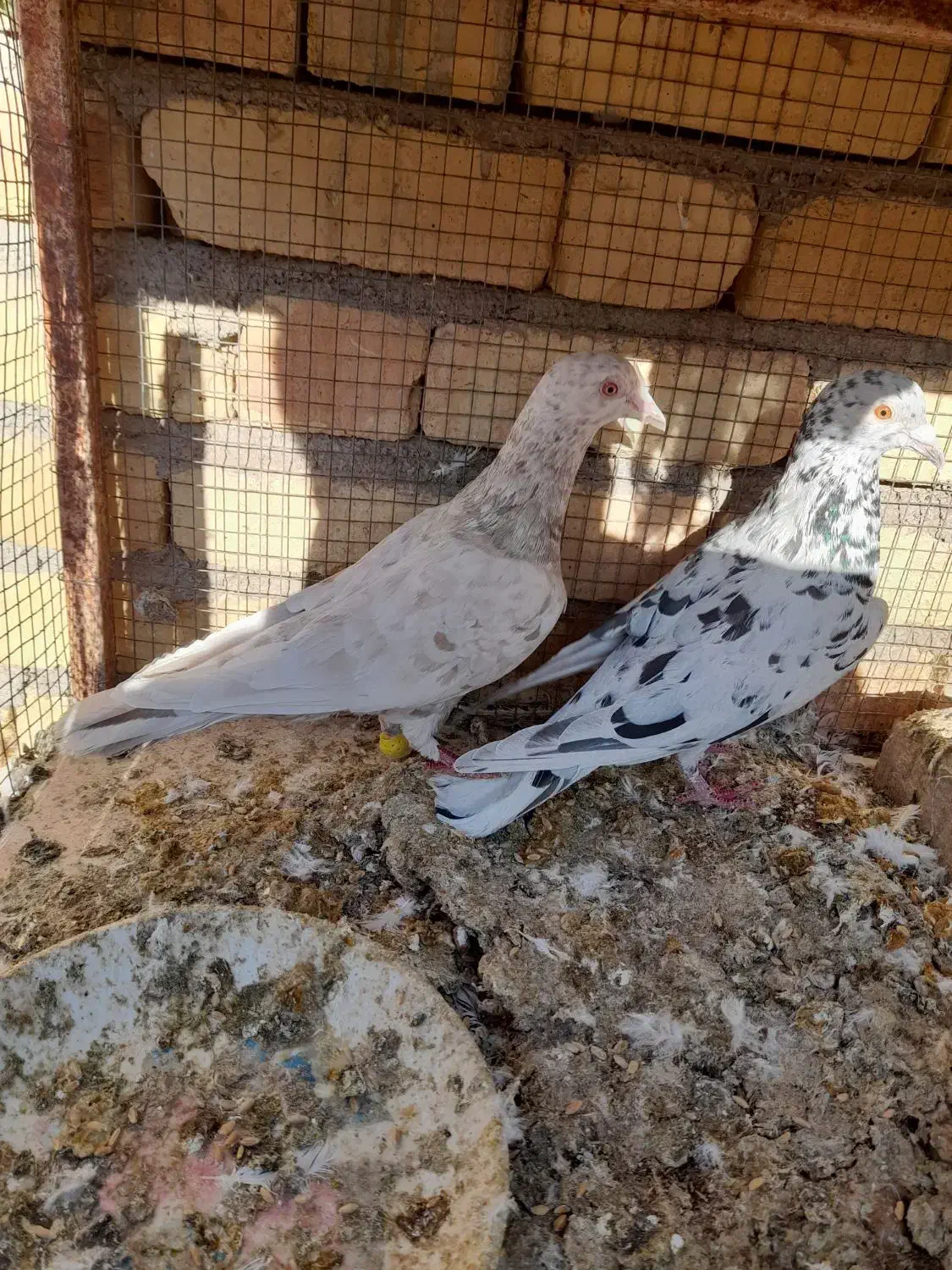 سینه ای وسرور|پرنده|لنجان, |دیوار