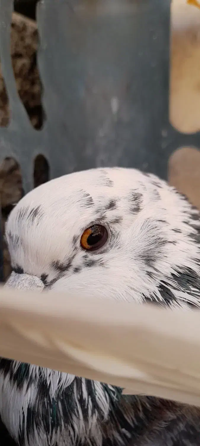 کبوتر پرشی|پرنده|محلات, |دیوار