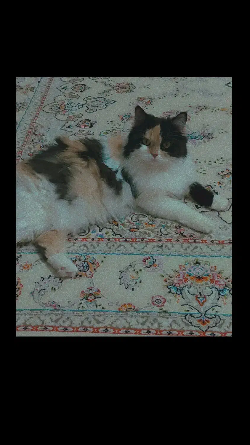 گربه ماده|گربه|نقده, |دیوار