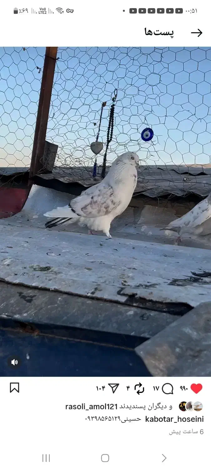 کبوتر گم شده|حیوانات|مبارکه, |دیوار