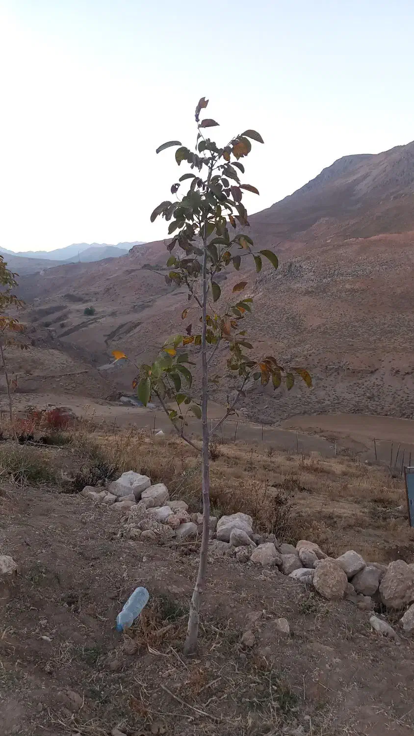 شریک مغازه|مشارکت در ساخت املاک|مسجد سلیمان, |دیوار