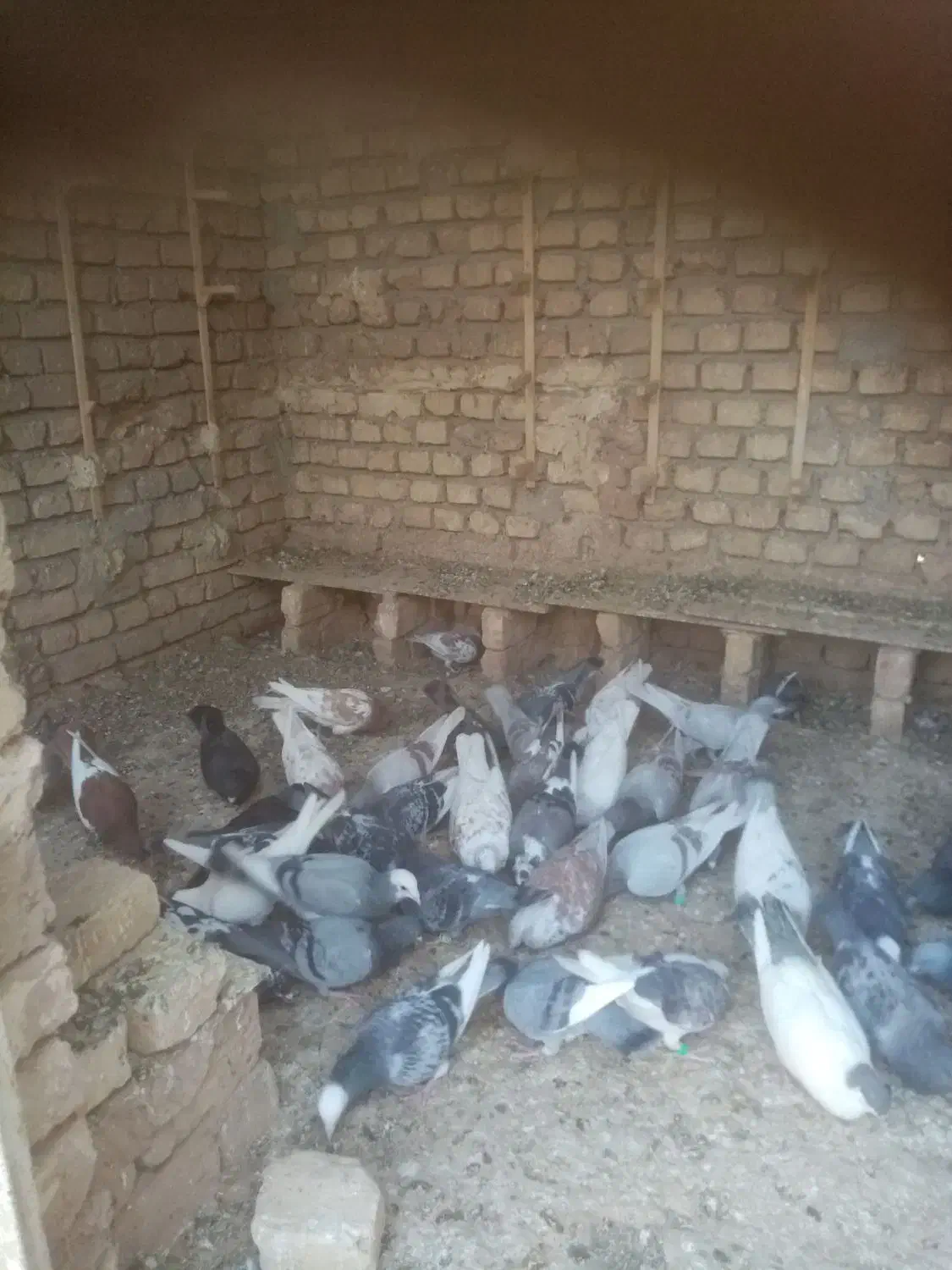 تعدادی کبوتر فروشی|پرنده|فرح دشت, |دیوار