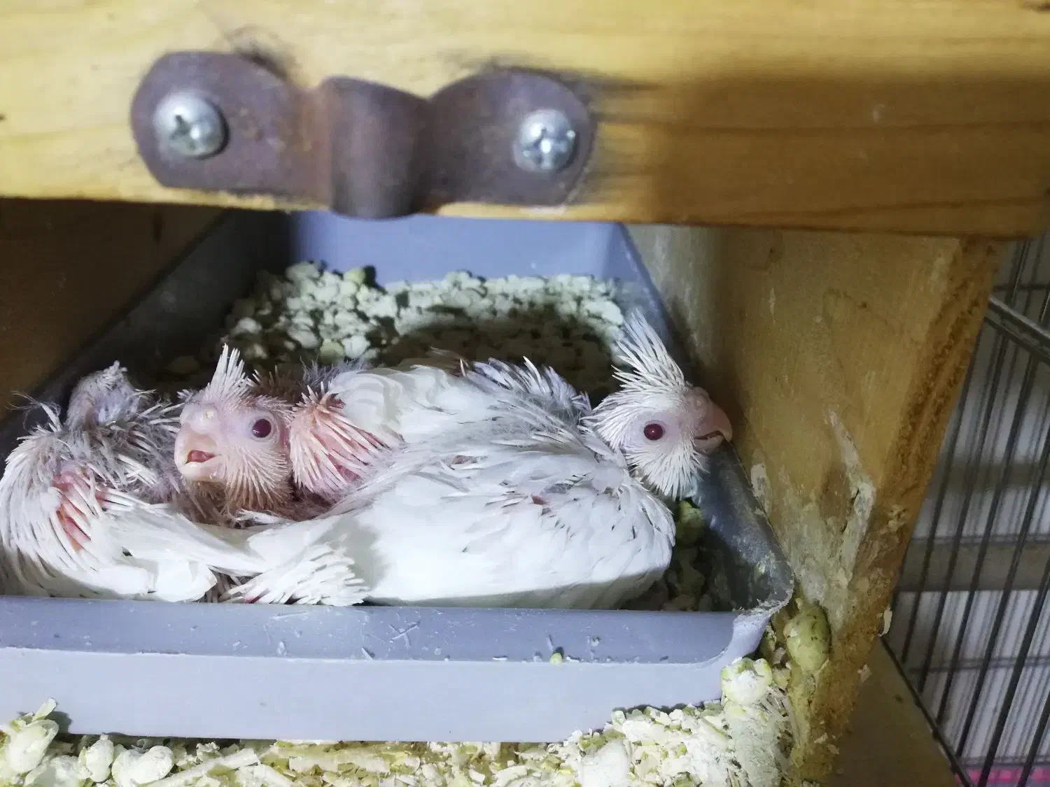 جوجه عروس آلبینیو|پرنده|برازجان, |دیوار