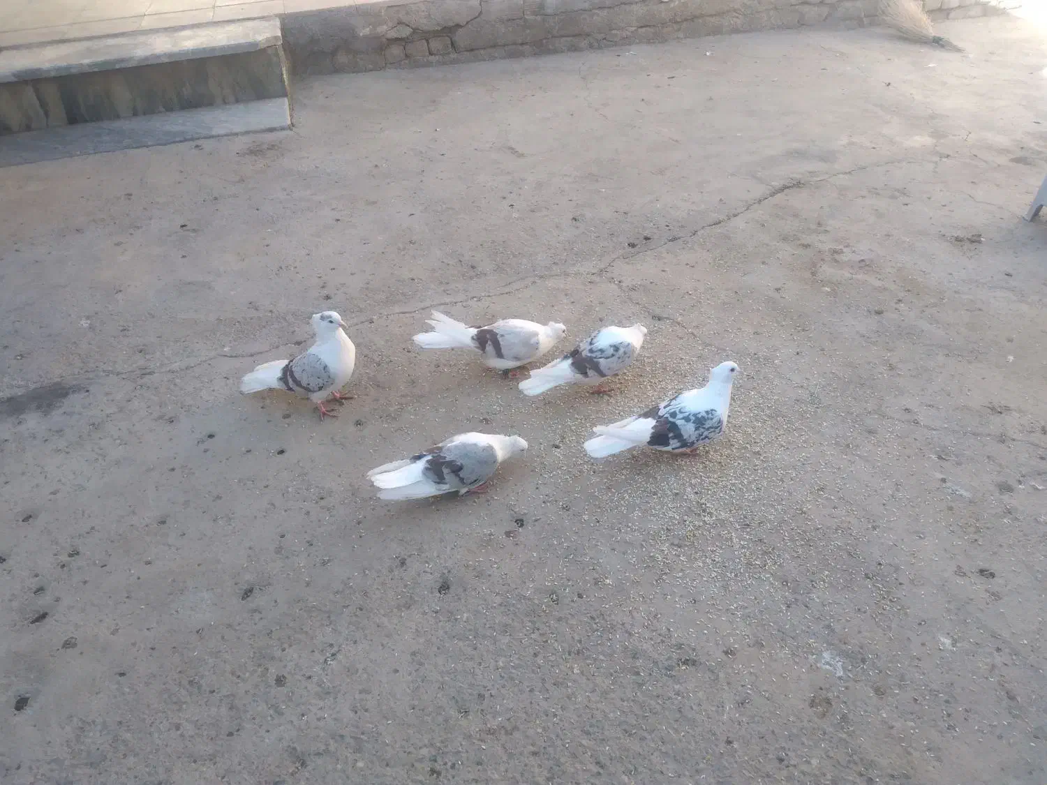 کبوتر|پرنده|دورود, |دیوار