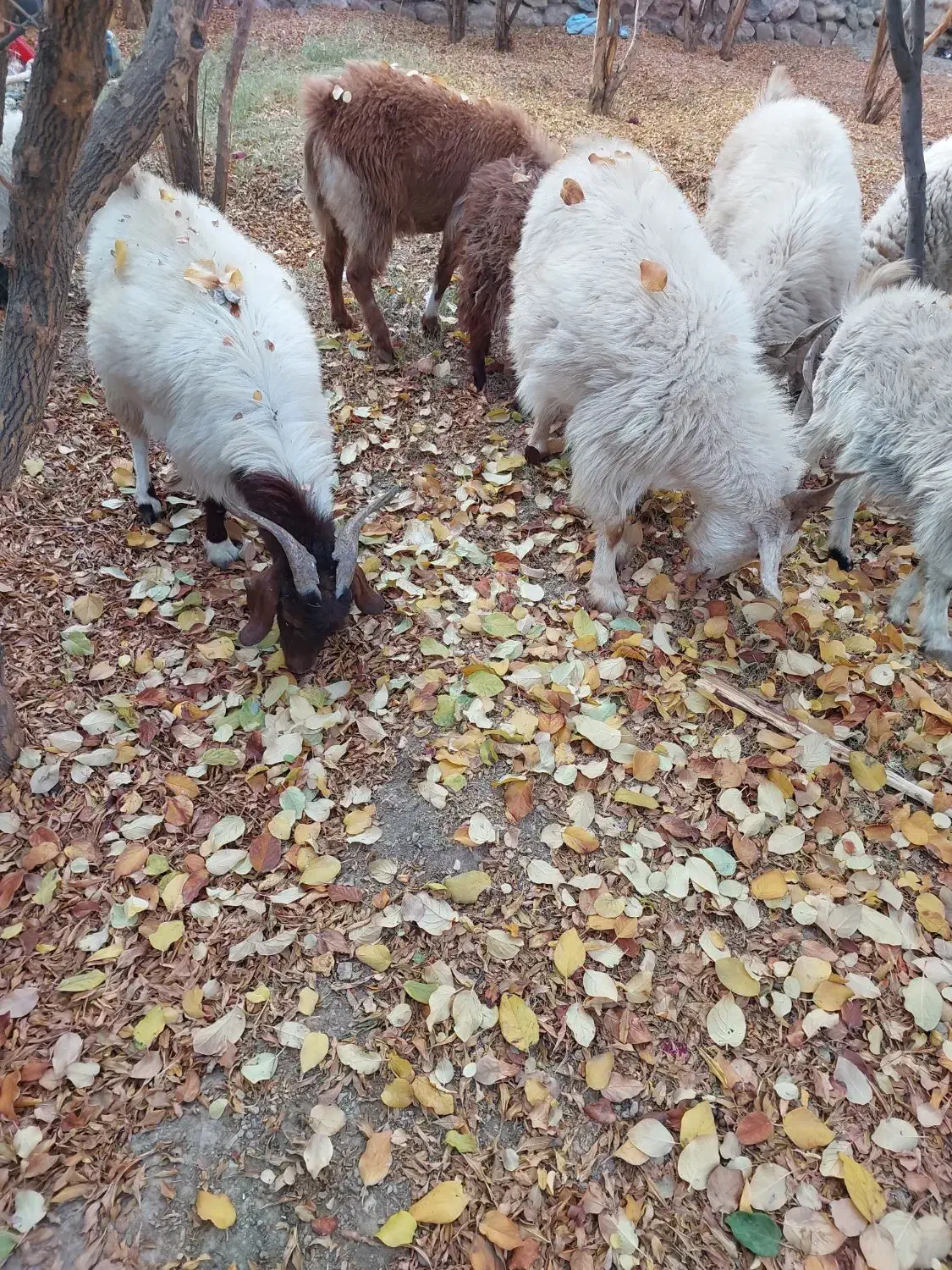 کهره بره چپش|حیوانات مزرعه|ارزوئیه, |دیوار