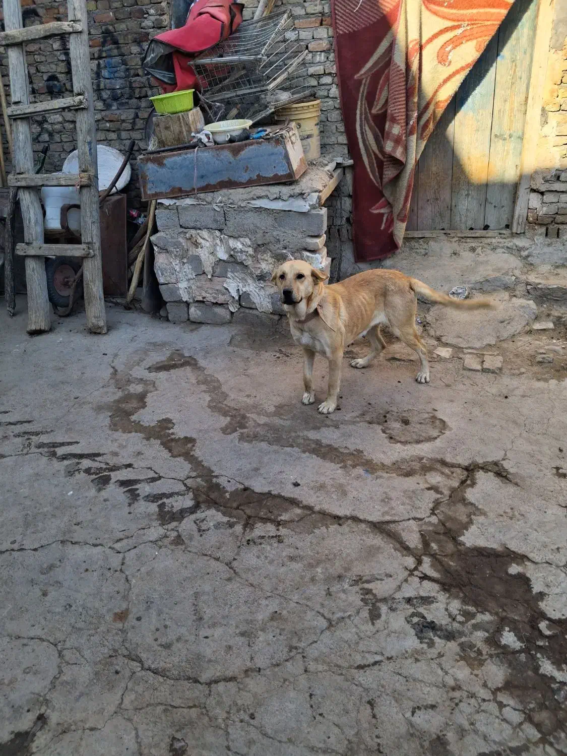 سگ ماده|سگ|نظر کهریزی, |دیوار