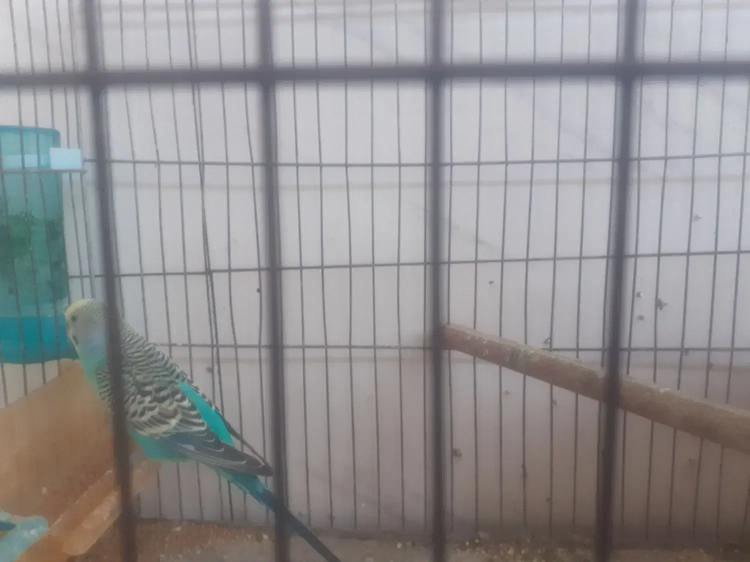 مرغ عشق نر|پرنده|گرگان, |دیوار