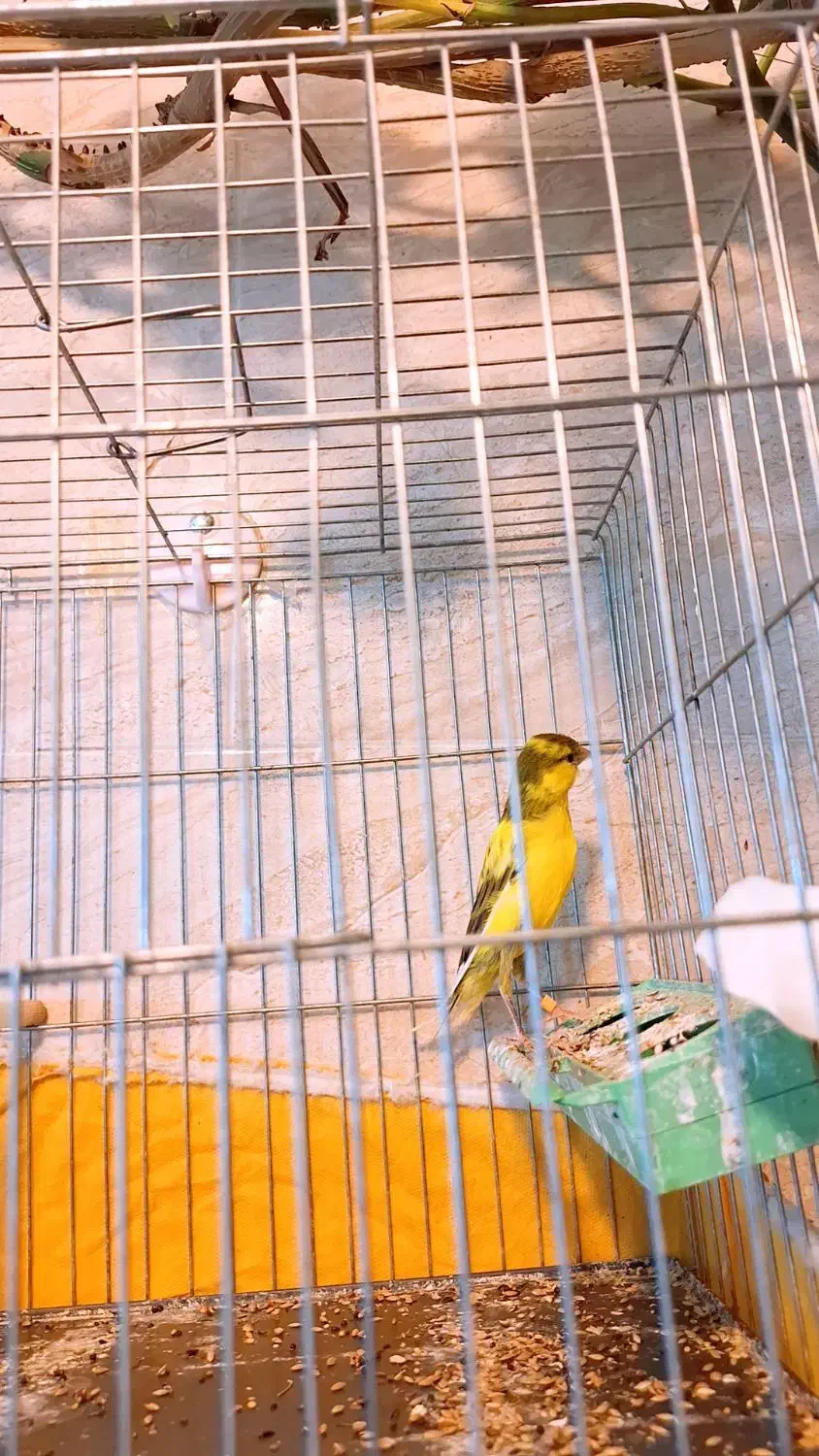 قناری نر|پرنده|جونقان, |دیوار