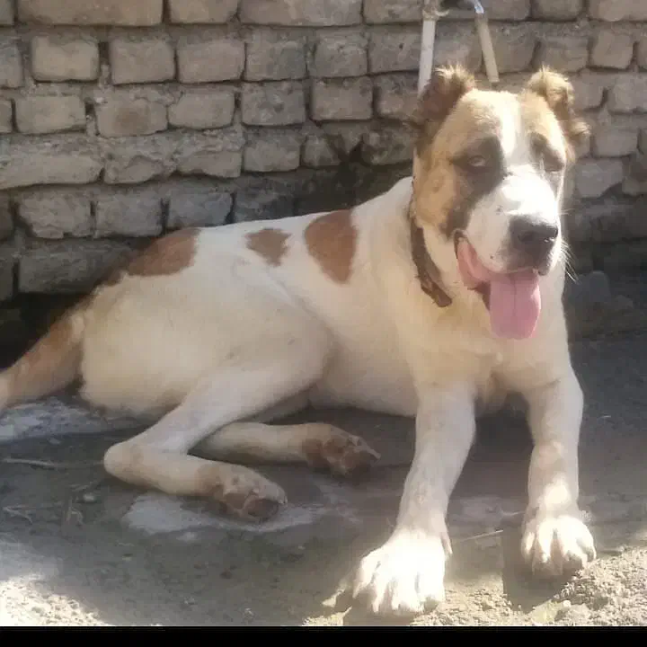 سگ سگ سگ|سگ|بندر گز, |دیوار