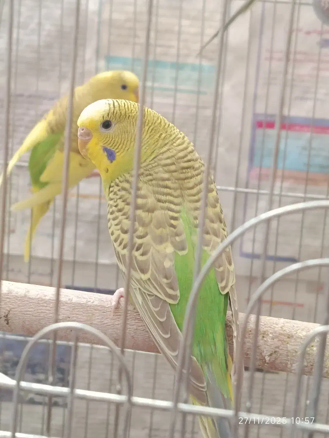 مرغ عشق جوان|پرنده|سبزوار, امیر کبیر|دیوار